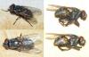 Musca autumnalis